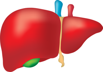 Integrative Translations liver protection